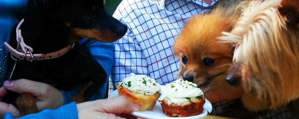 Three dogs in a couple's lap all staring at a plate of cupcakes
