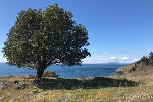Tree on a grassy hill with a view out across the water
