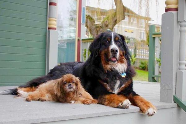 One large and one small dog laying down next to one another on a porch
