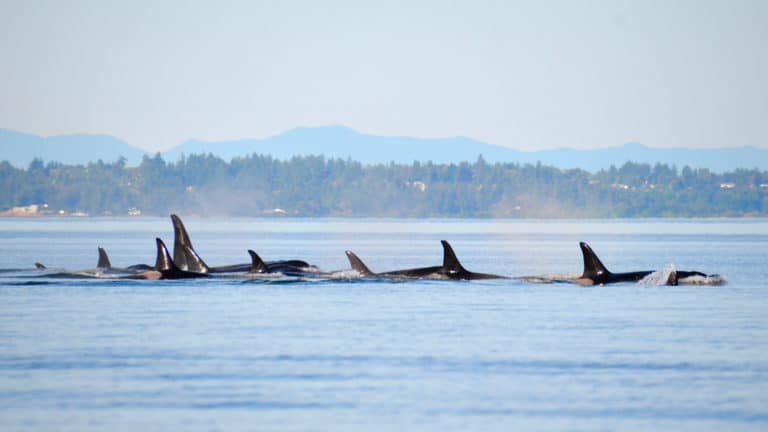 pod of orcas skimming the water