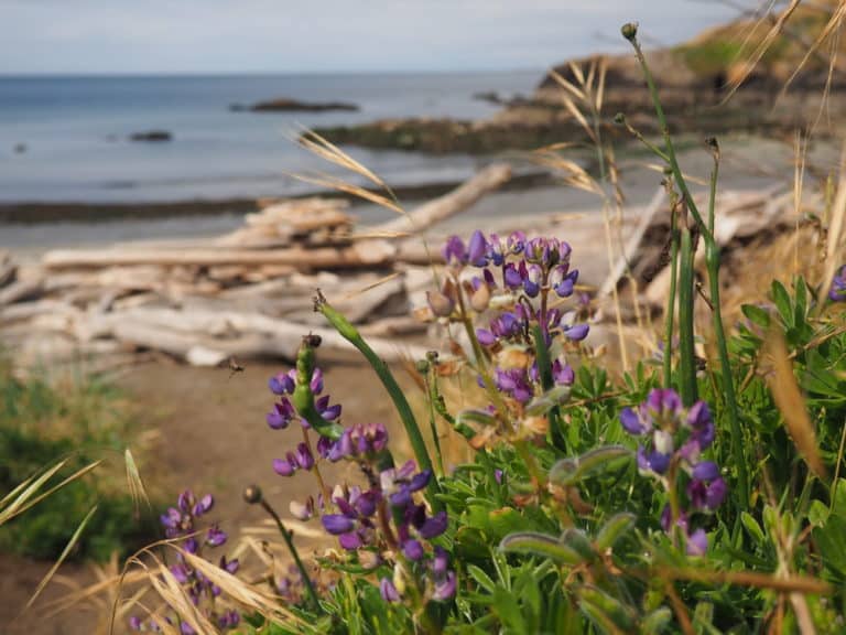 close up of purple wild flowers with a sandy beach and drift wood in the distance